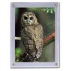 BCW 5×7 Photo Screwdown Holder with Brass Screws | Crystal Clear PVC | Display for Collectible Photographs, Postcards, and Prints | Two-Piece Design Picture Protector
