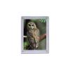 BCW 5×7 Photo Screwdown Holder with Brass Screws | Crystal Clear PVC | Display for Collectible Photographs, Postcards, and Prints | Two-Piece Design Picture Protector