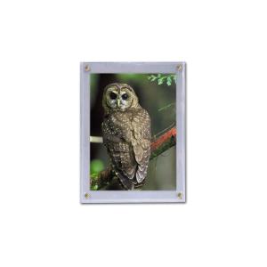 BCW 5×7 Photo Screwdown Holder with Brass Screws | Crystal Clear PVC | Display for Collectible Photographs, Postcards, and Prints | Two-Piece Design Picture Protector